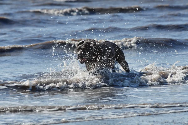 Hund im Wasser — Stockfoto