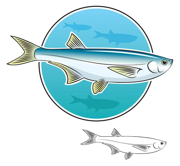 Herring fish — Stock Vector