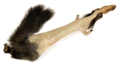 Furskins raw materials. The skin of the Siberian squirrel Lena Ridge clipart