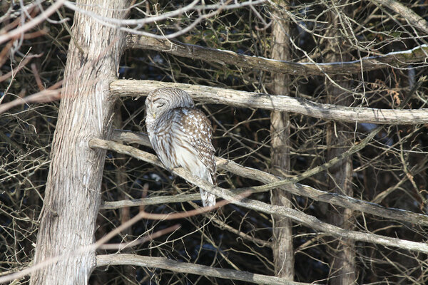 Запрещенный налет на ветку
