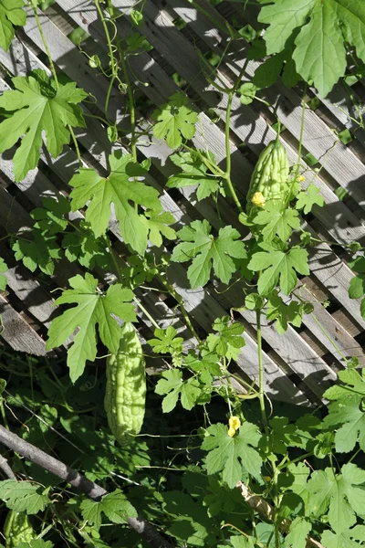 stock image Bitter Gourd & Plant