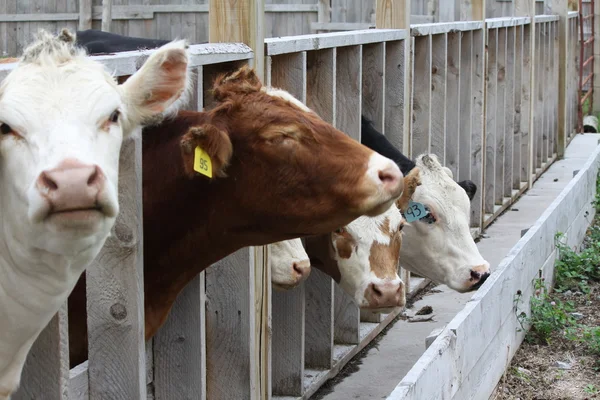 Cows in Transfer-Holding Pen — Stock Photo, Image