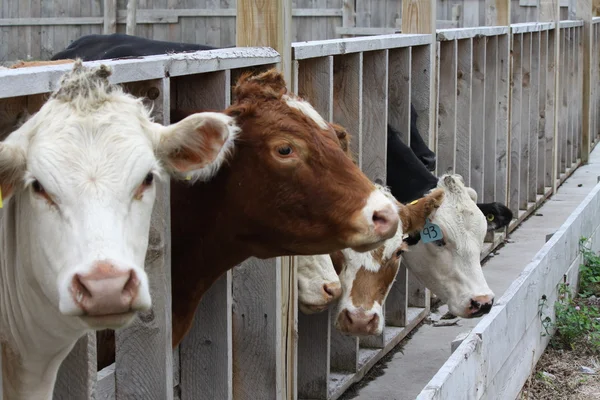 stock image Cows in Transfer-Holding Pen