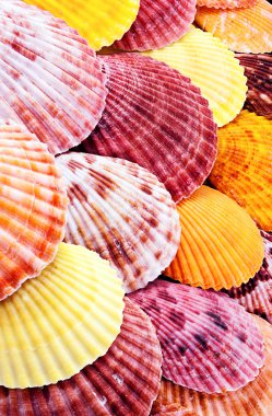 Scallops. clipart