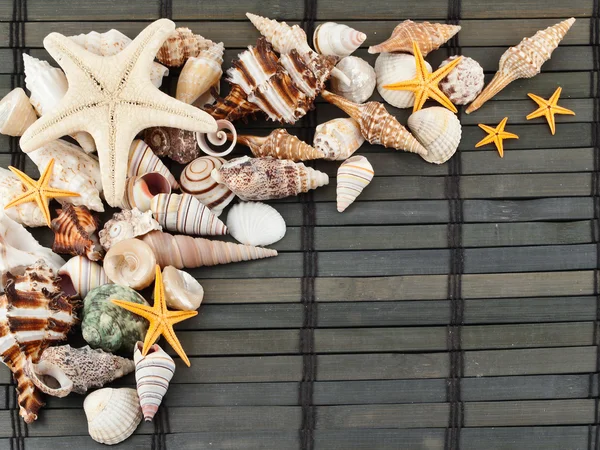 Conchas marinas. — Foto de Stock