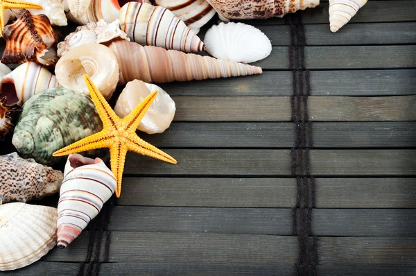 Muscheln. — Stockfoto