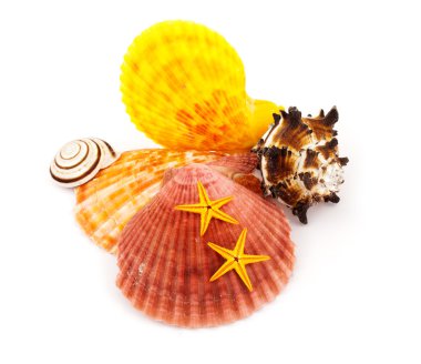 Marine still life. clipart