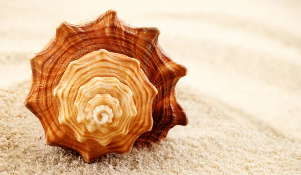 スパイラル貝殻. — ストック写真