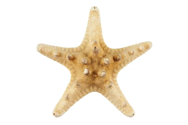 Sea star. — Stockfoto