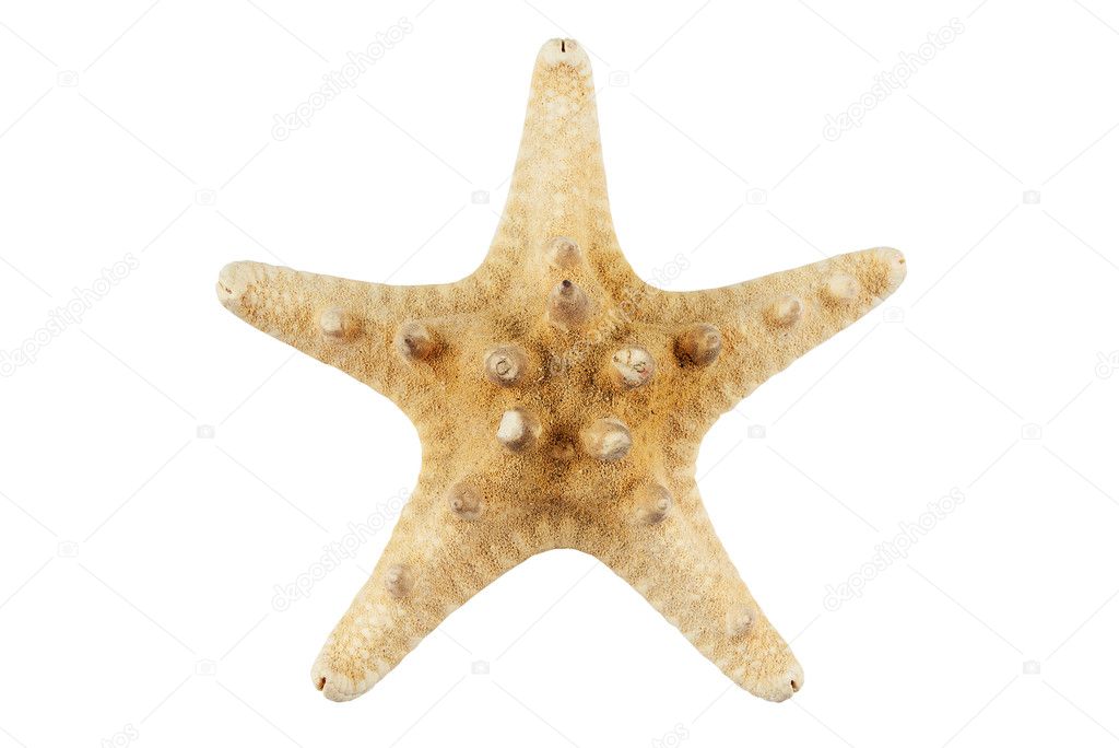Sea star.