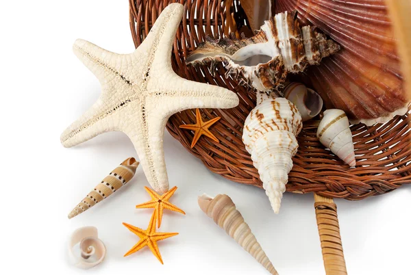Cesta con conchas marinas . —  Fotos de Stock