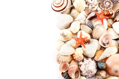 Seashells. clipart