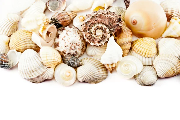 Conchas marinas. — Foto de Stock