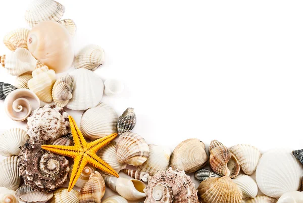 Seashells. — Stock Photo, Image
