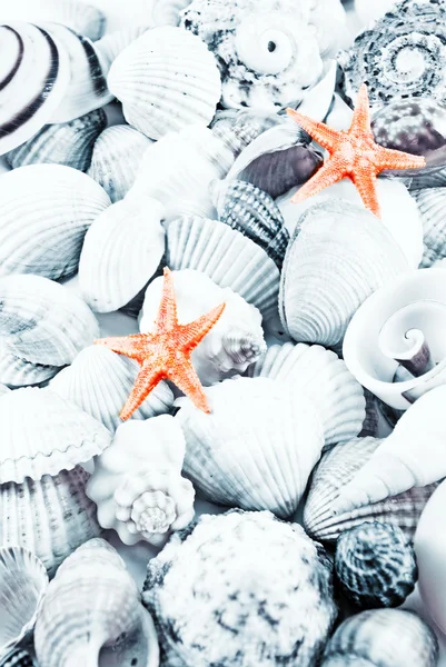Conchas do mar tonificadas . — Fotografia de Stock