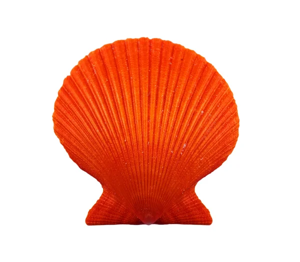 Red scallop. — Stock Photo, Image