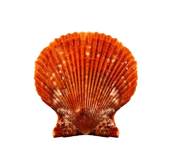 Red scallop. — Stock Photo, Image