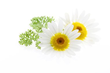 papatya çiçeği üzerinde beyaz izole