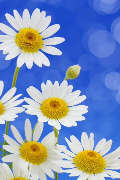 Madeliefjebloemen tegen blauwe gevlekte achtergrond — Stockfoto