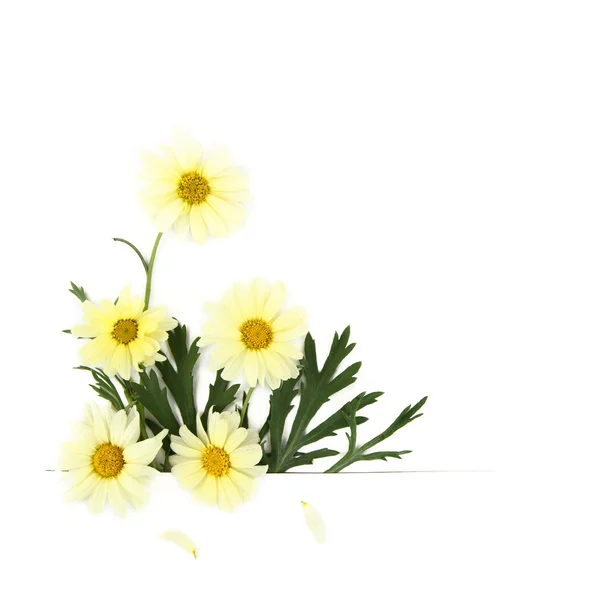 Madeliefje bloemen op witte achtergrond — Stockfoto