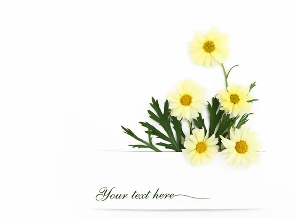 Banner de flores de margarita — Foto de Stock