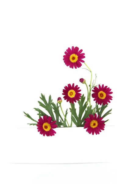 Margarida flores banner — Fotografia de Stock