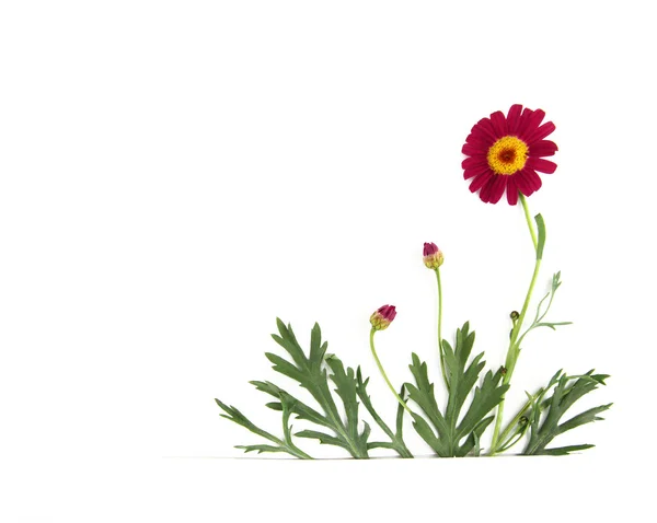 Ромашки цветы на углу и текст свободного места на картинке — стоковое фото