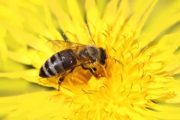 Honeybee on yellow flower — Stock Photo, Image