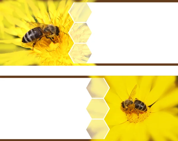 Медоносної бджоли банери — стокове фото