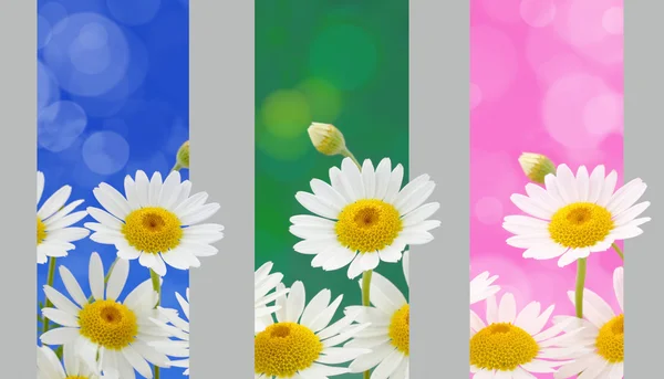 Bandeiras de flores de primavera — Fotografia de Stock