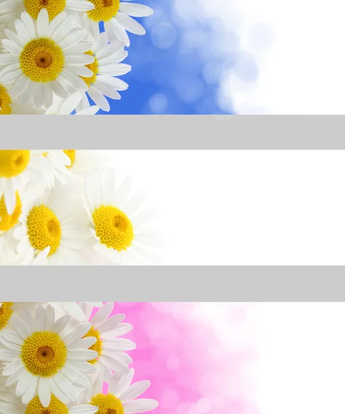 Spring flowers banners — Stock Photo, Image