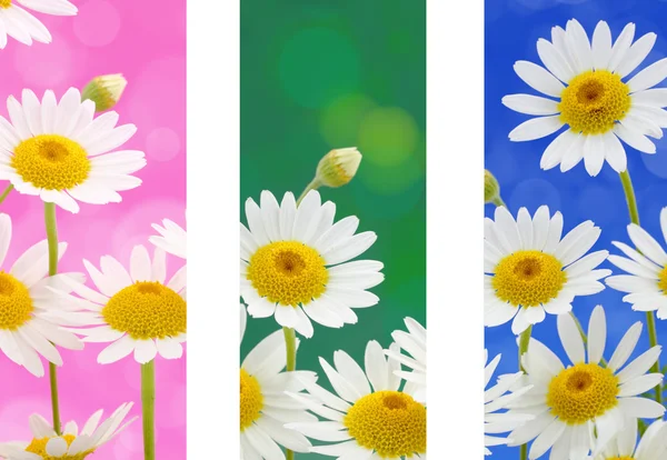 Spring flowers banners — Stock Photo, Image