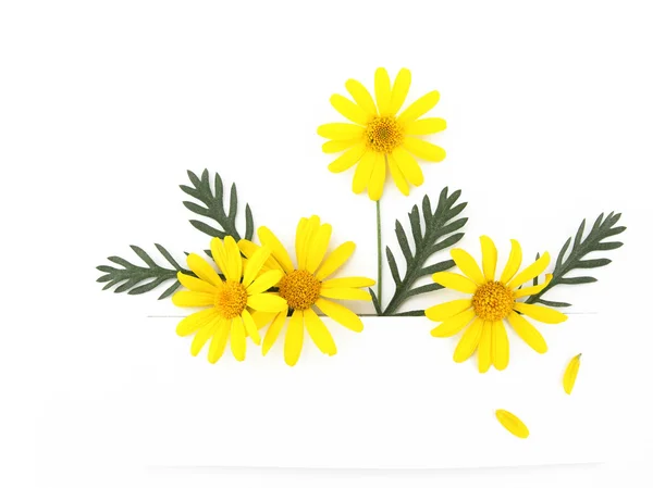 Žluté sedmikrásky květin nápis — Stock fotografie