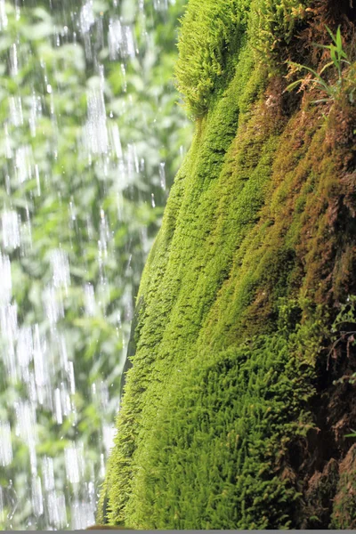 Groene mos groeien op de rotsen tegen waterval — Stockfoto