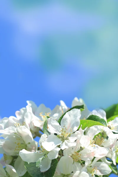 Fiore di mela — Foto Stock