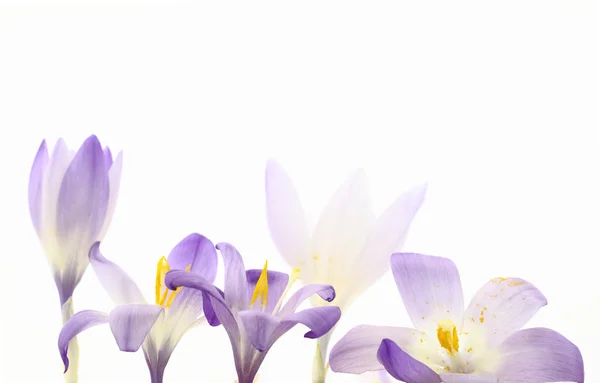 Wild saffron flowers — Stock Photo, Image