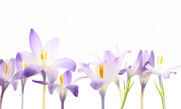 Dzikie kwiaty szafran — Zdjęcie stockowe