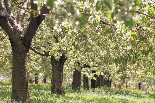 Kirschblütenbäume im Frühling — Stockfoto