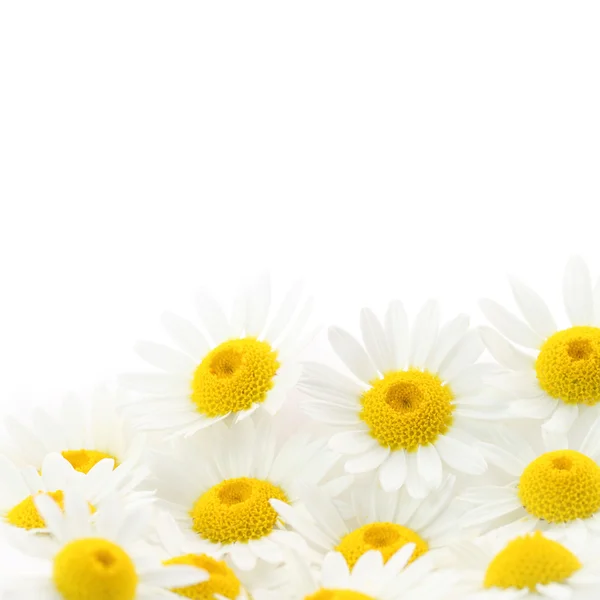 Marguerites fleur en fond blanc — Photo