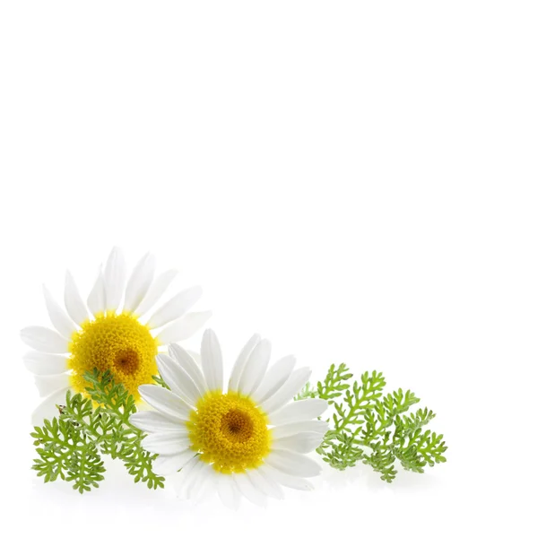 Fiore di margherita nell'angolo destro e spazio libero di testo all'immagine — Foto Stock