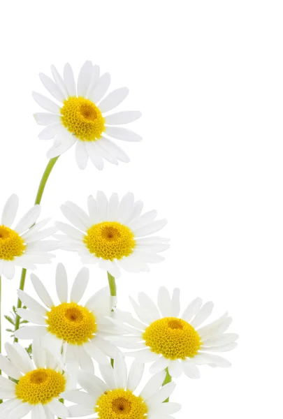 Sedmikrásky květin v bílém pozadí — Stock fotografie