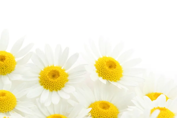 Gänseblümchen blühen auf weißem Hintergrund — Stockfoto