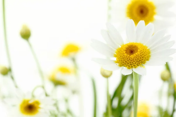 Daisy flower in white soft background — Stock Photo, Image