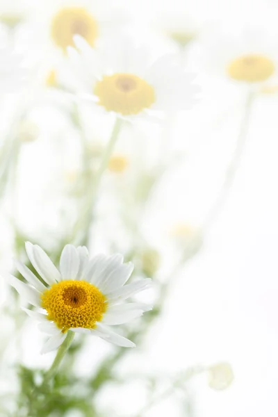 Papatya çiçeği beyaz yumuşak arka planda — Stok fotoğraf
