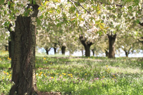 Cseresznye virág fák tavasszal — Stock Fotó