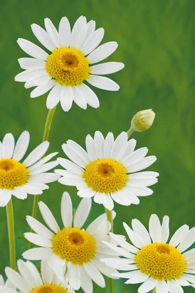 Spring daisy flower — Stock Photo, Image
