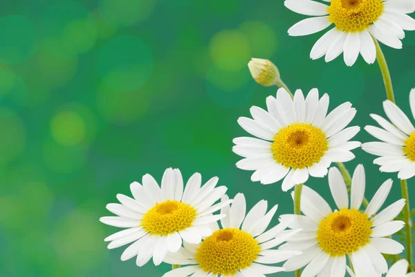 Daisies flowers against green spotted background — Stock Photo, Image