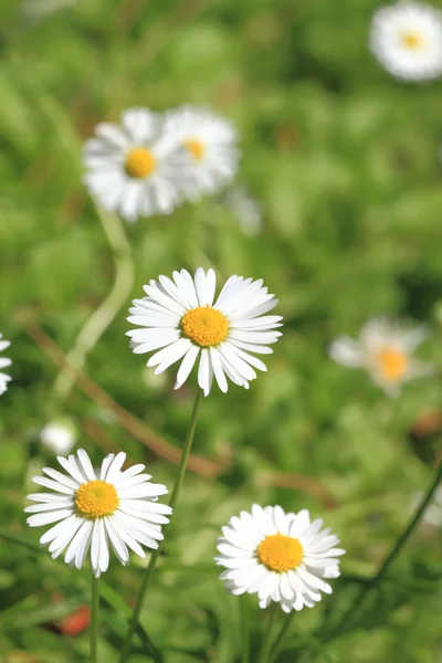 Voorjaar daisy bloem — Stockfoto
