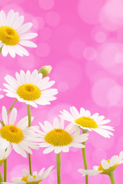 Daisies on pink background — Stock Photo, Image