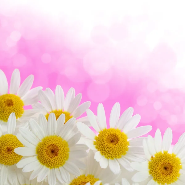 粉红色的背景上的雏菊 — 图库照片